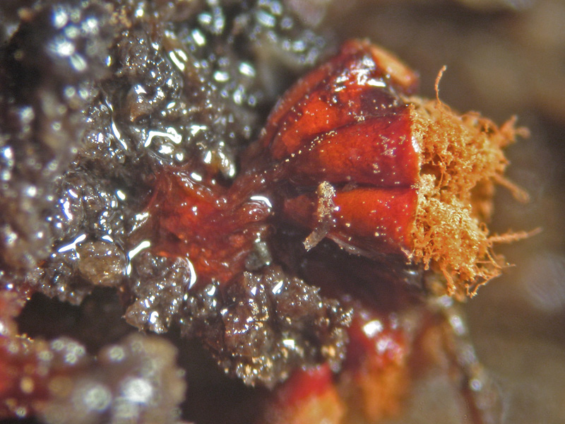 Metatrichia vesparium?